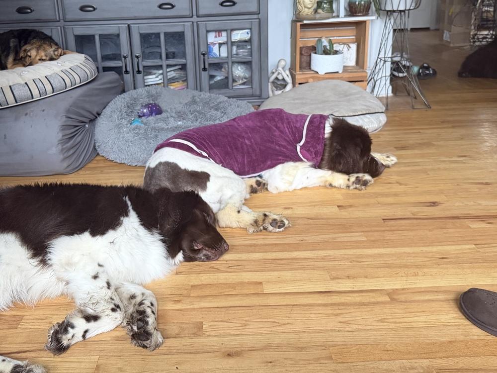 Enlarge Waffles, a Adoptable Newfoundland Dog in Gales Ferry, CT image 5/5