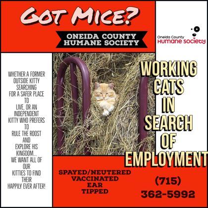 *Barn cat* LLR #15, Adoptable, Adult Male Domestic Short Hair & Domestic Short Hair.