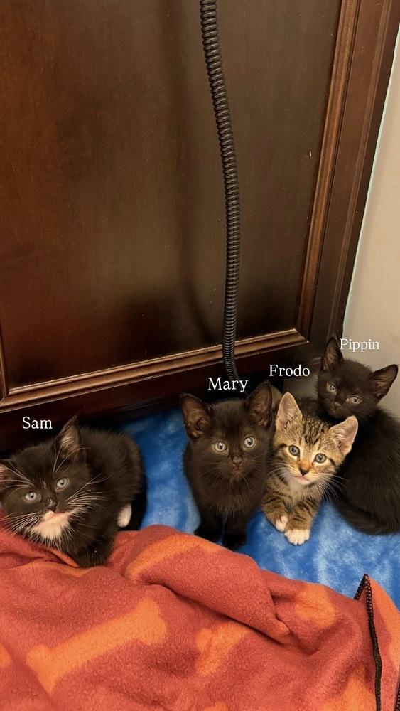 Frodo, a Adopted Domestic Short Hair in Virginia Beach, VA image 3/5