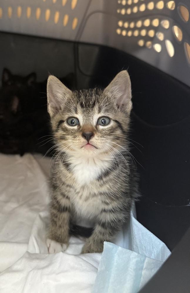 Frodo, a Adopted Domestic Short Hair in Virginia Beach, VA image 4/5