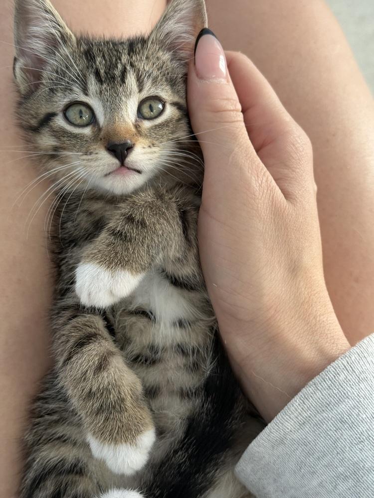 Frodo, a Adopted Domestic Short Hair in Virginia Beach, VA image 5/5