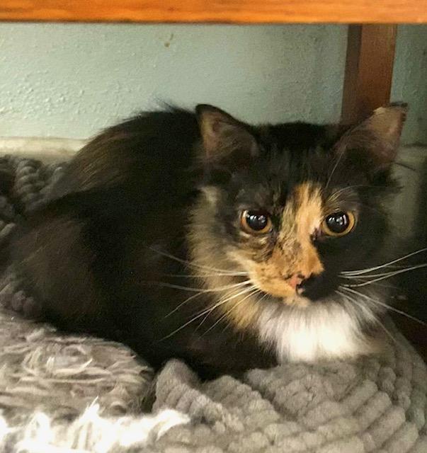 Manet, Adoptable, Young Female Domestic Long Hair.