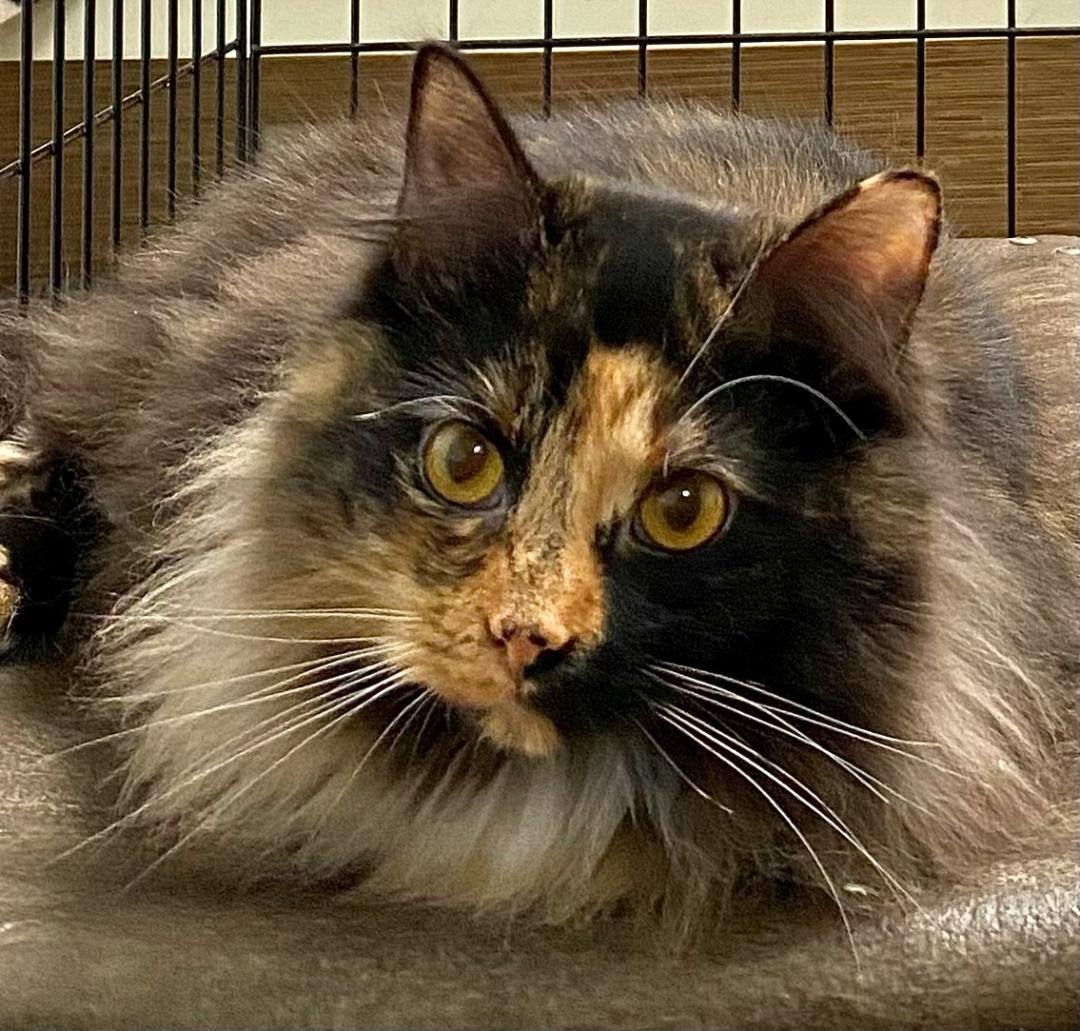 Manet, Adoptable, Adult Female Domestic Long Hair.