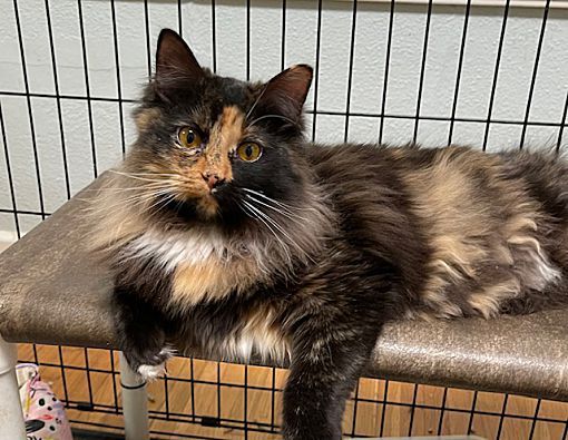 Manet, a Adoptable Domestic Long Hair in Chattanooga, TN image 3/4