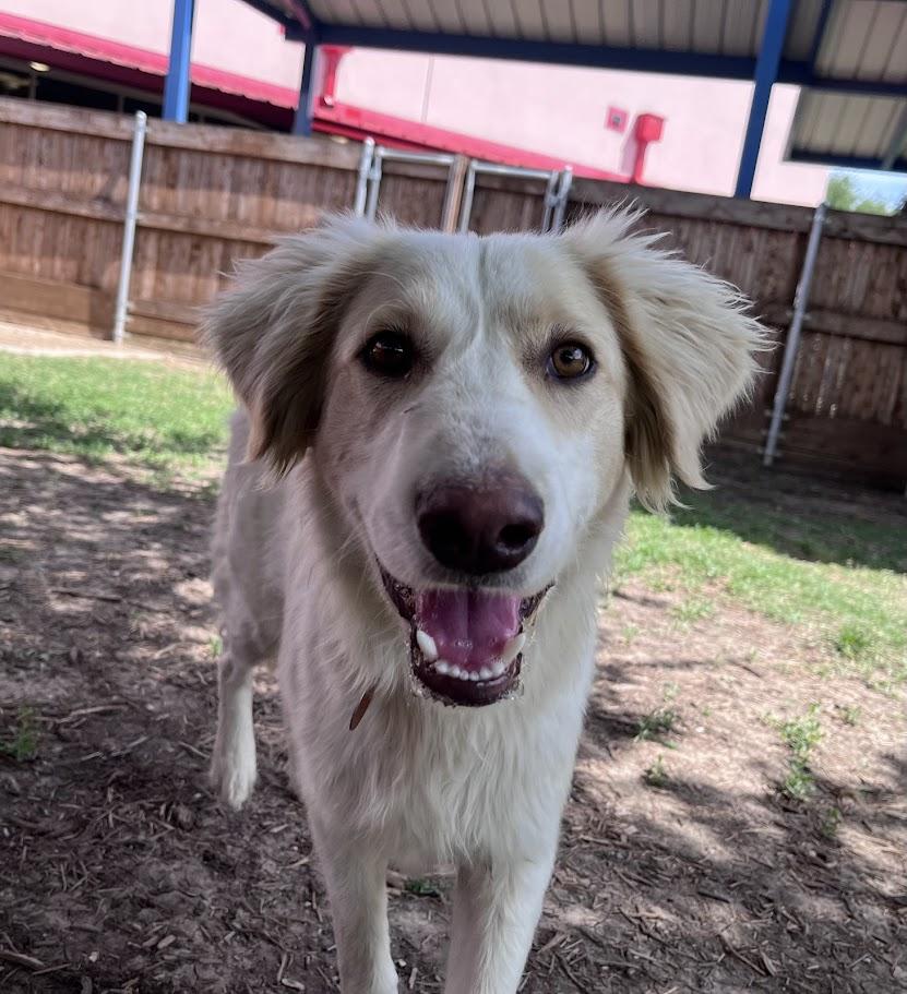 Enlarge Cam A215073, an adopted mixed breed in Plano, TX image 2/6