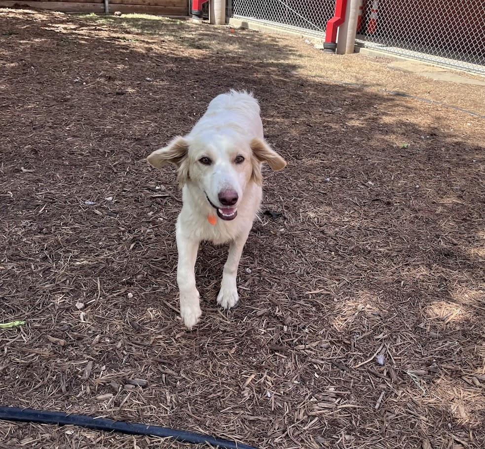 Enlarge Cam A215073, an adopted mixed breed in Plano, TX image 6/6