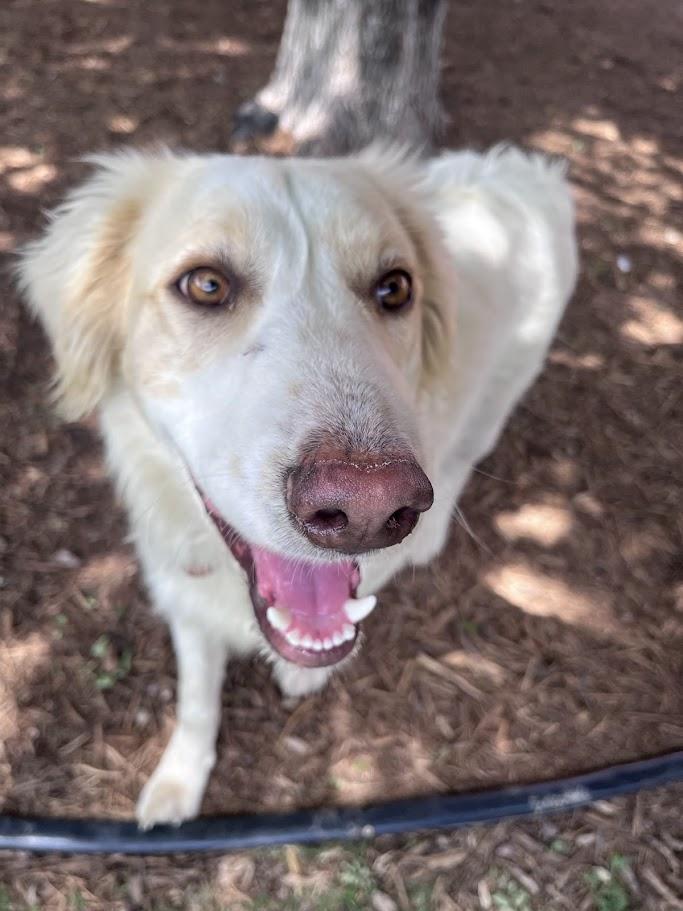 Enlarge Cam A215073, an adopted mixed breed in Plano, TX image 5/6