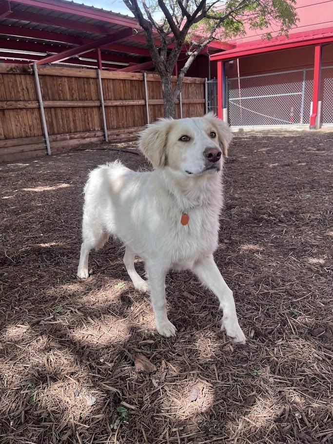 Enlarge Cam A215073, an adopted mixed breed in Plano, TX image 3/6