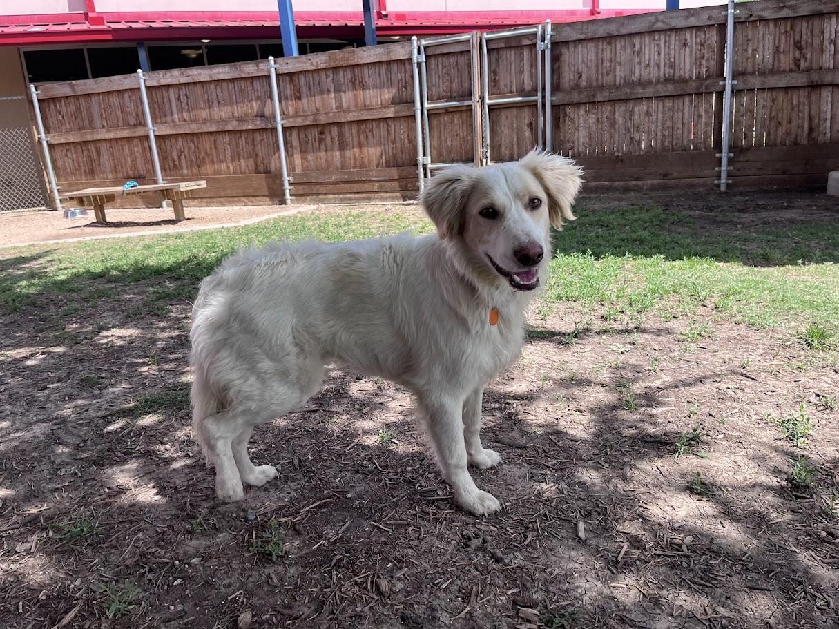 Enlarge Cam A215073, an adopted mixed breed in Plano, TX image 1/6