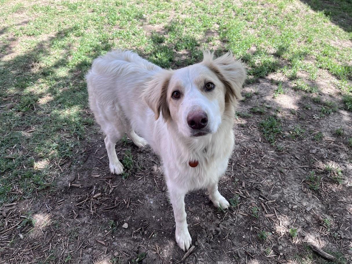 Enlarge Cam A215073, an adopted mixed breed in Plano, TX image 4/6