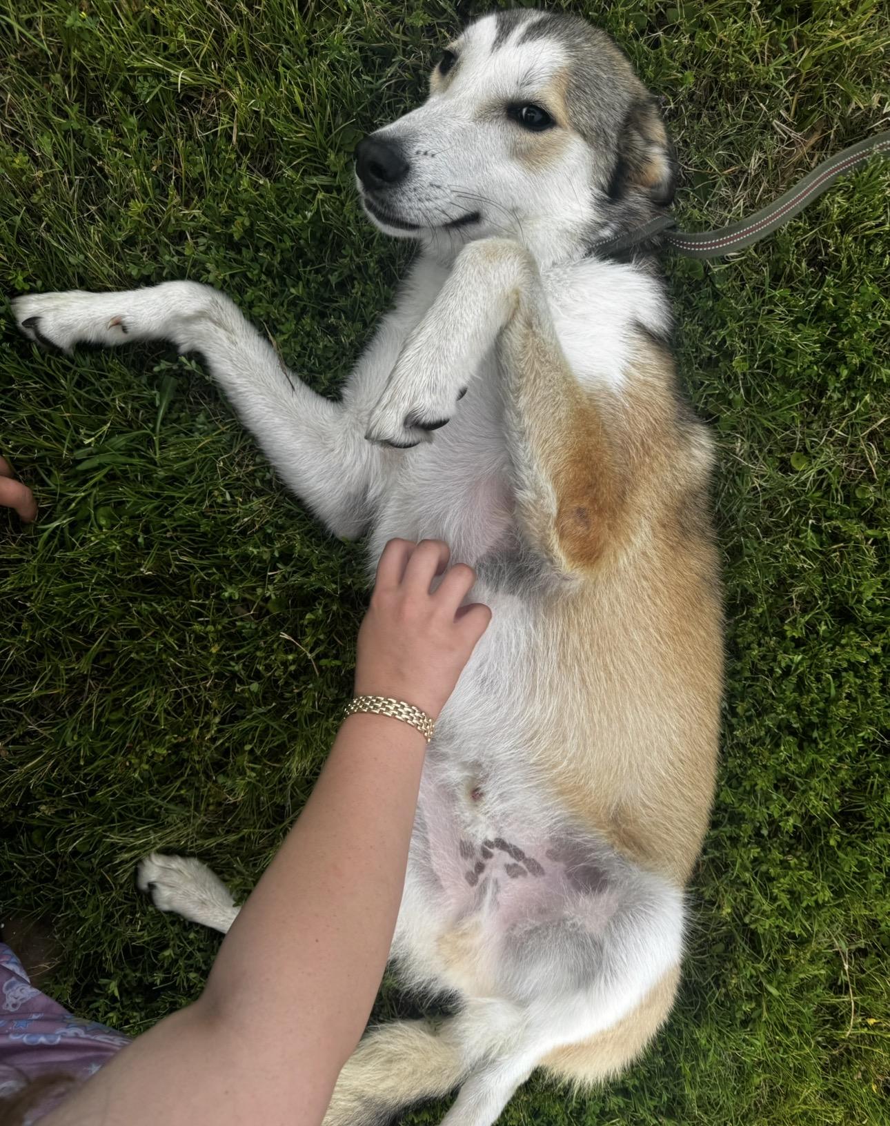 Flynn, a ADOPTABLE mixed breed in Merit, TX image 4/5