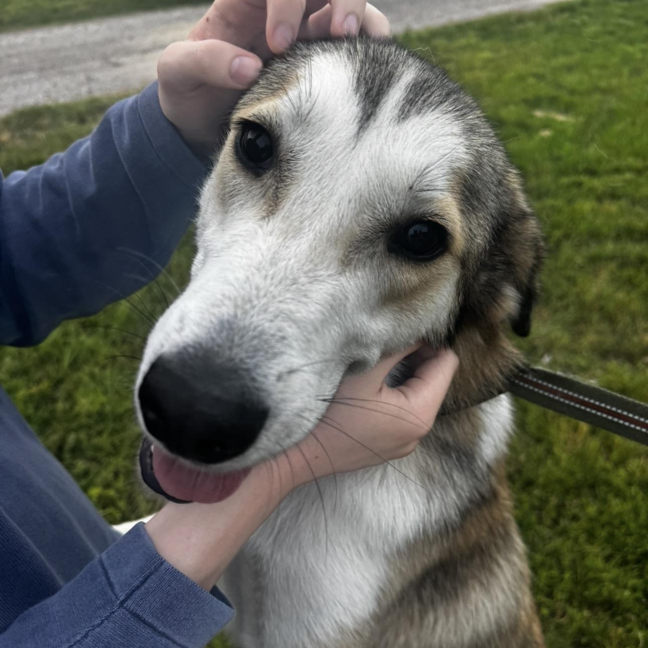 Flynn, a ADOPTABLE mixed breed in Merit, TX image 3/5