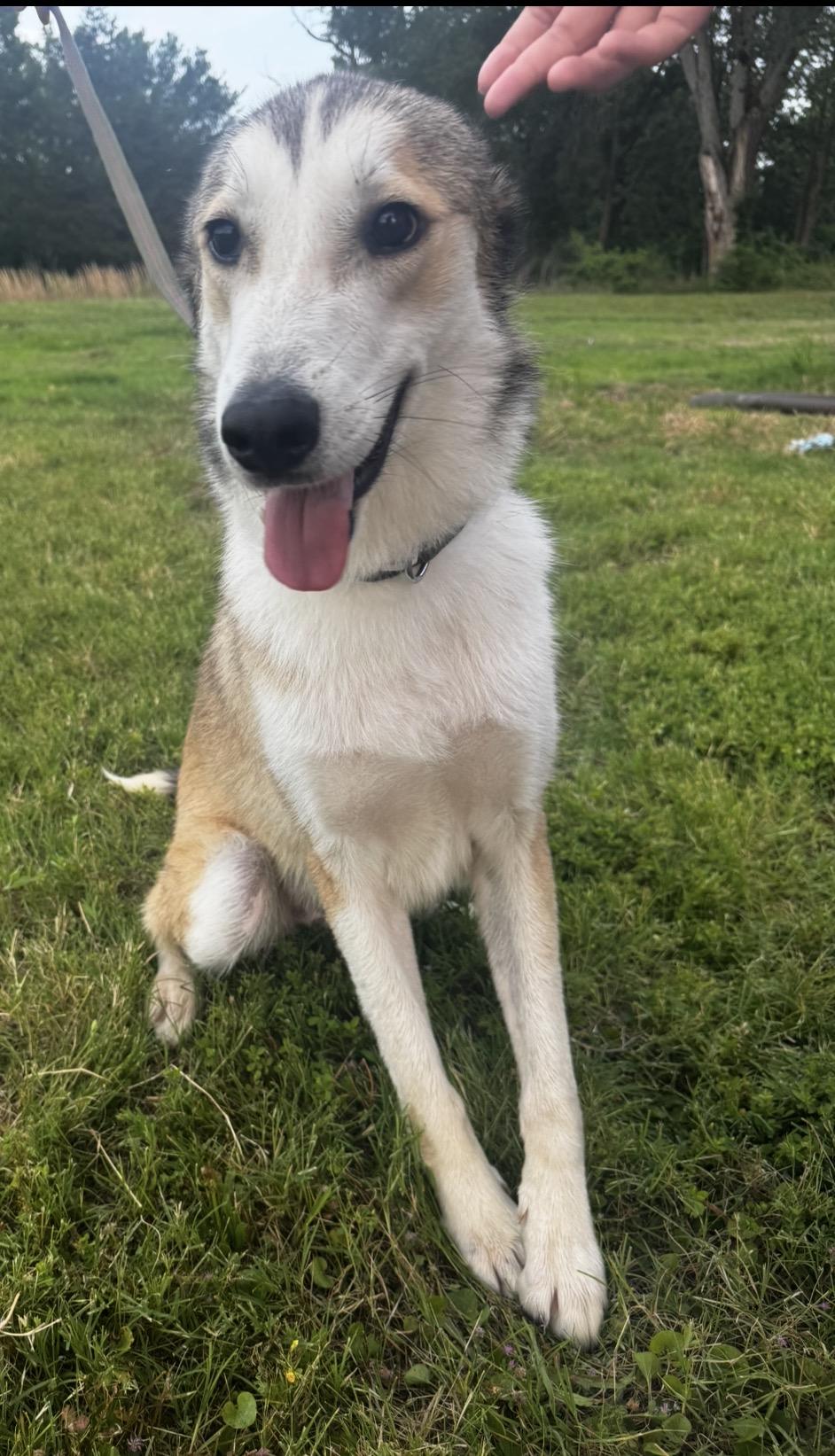 Flynn, a ADOPTABLE mixed breed in Merit, TX image 5/5
