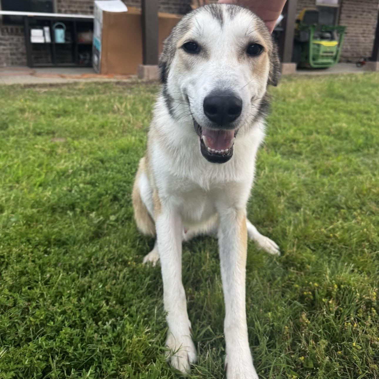 Flynn, a ADOPTABLE mixed breed in Merit, TX image 2/5