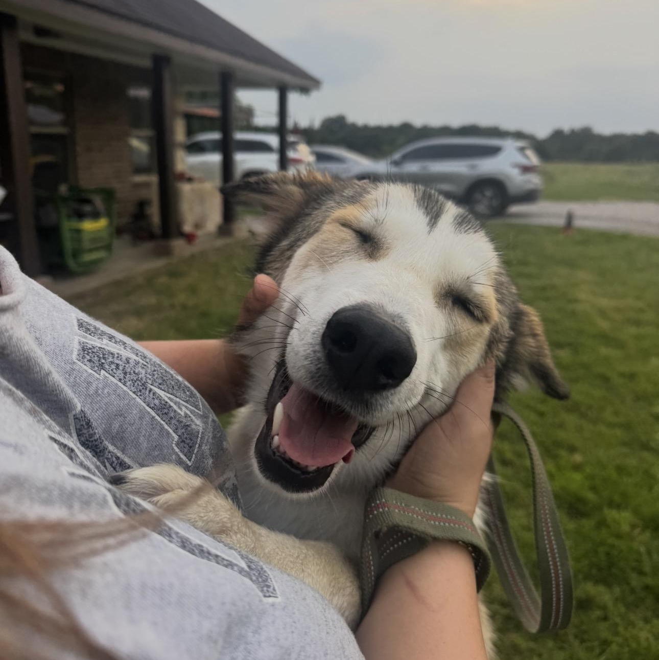 Flynn, ADOPTABLE, Young Male Husky & German Shepherd Dog.