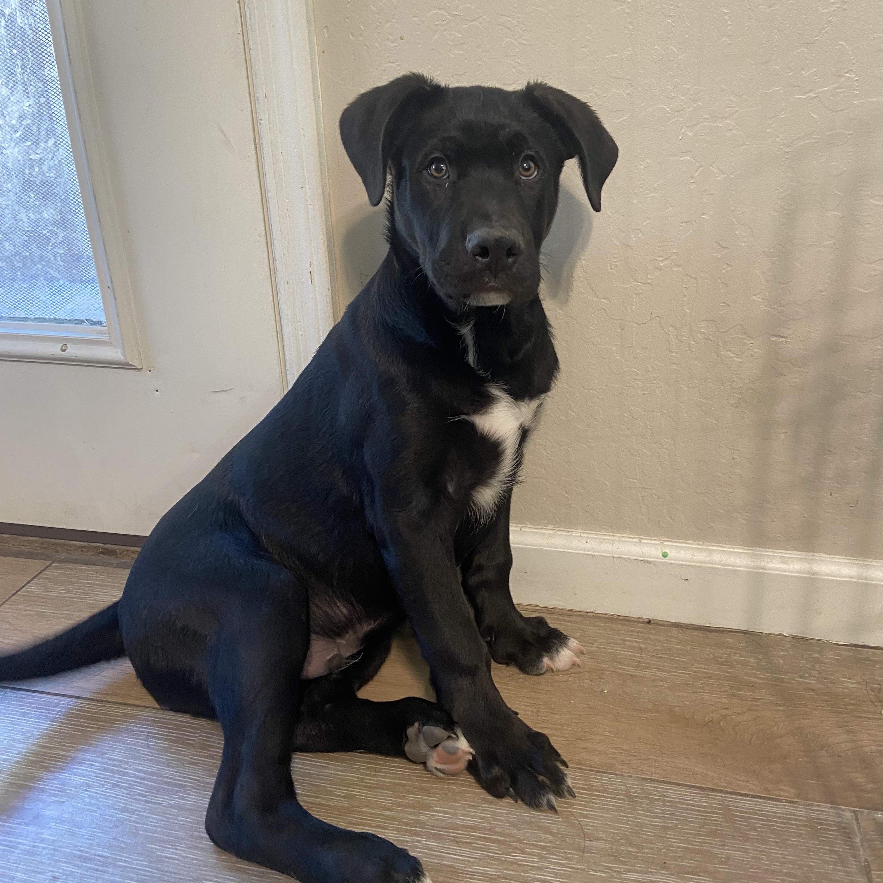 Bubba booey, a Adoptable mixed breed in Tonopah, AZ image 1/2