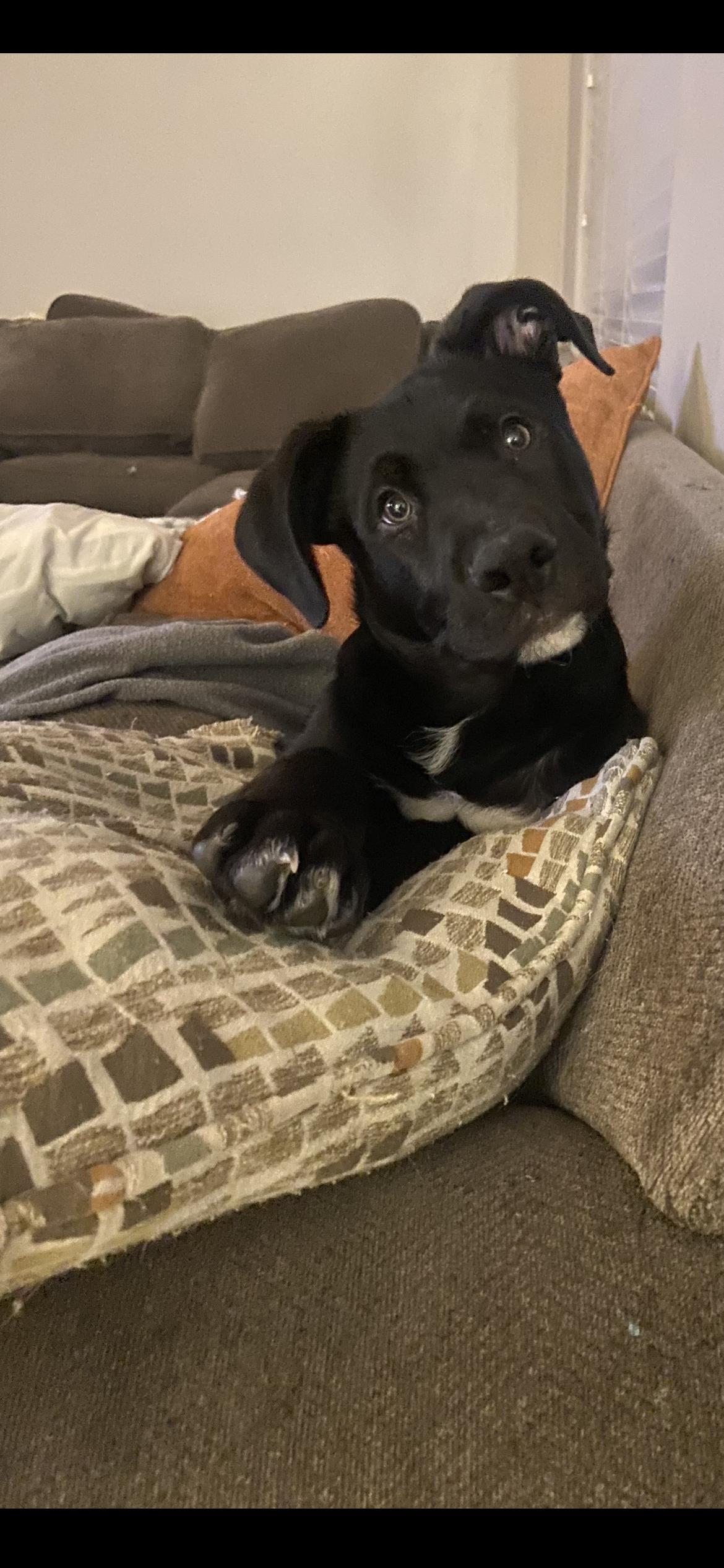 Bubba Booey thumbnail 2