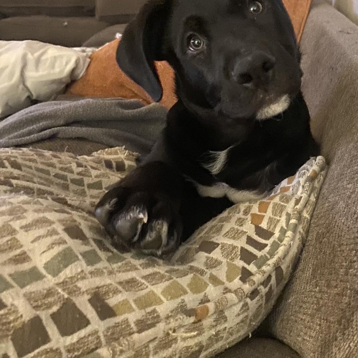 Bubba booey, a Adoptable mixed breed in Tonopah, AZ image 2/2