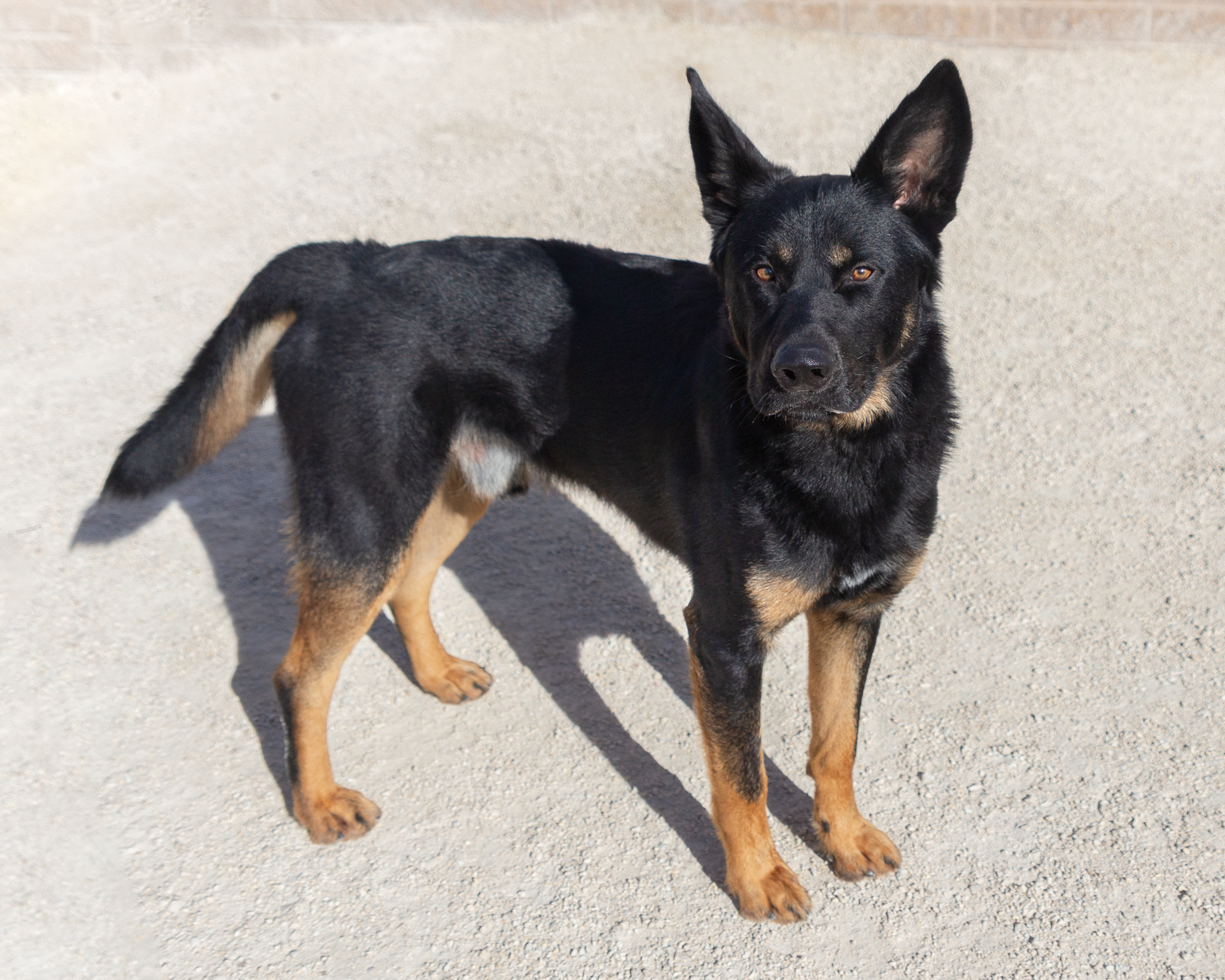 Dog for adoption Radio, a German Shepherd Dog Mix in Winnipeg, MB