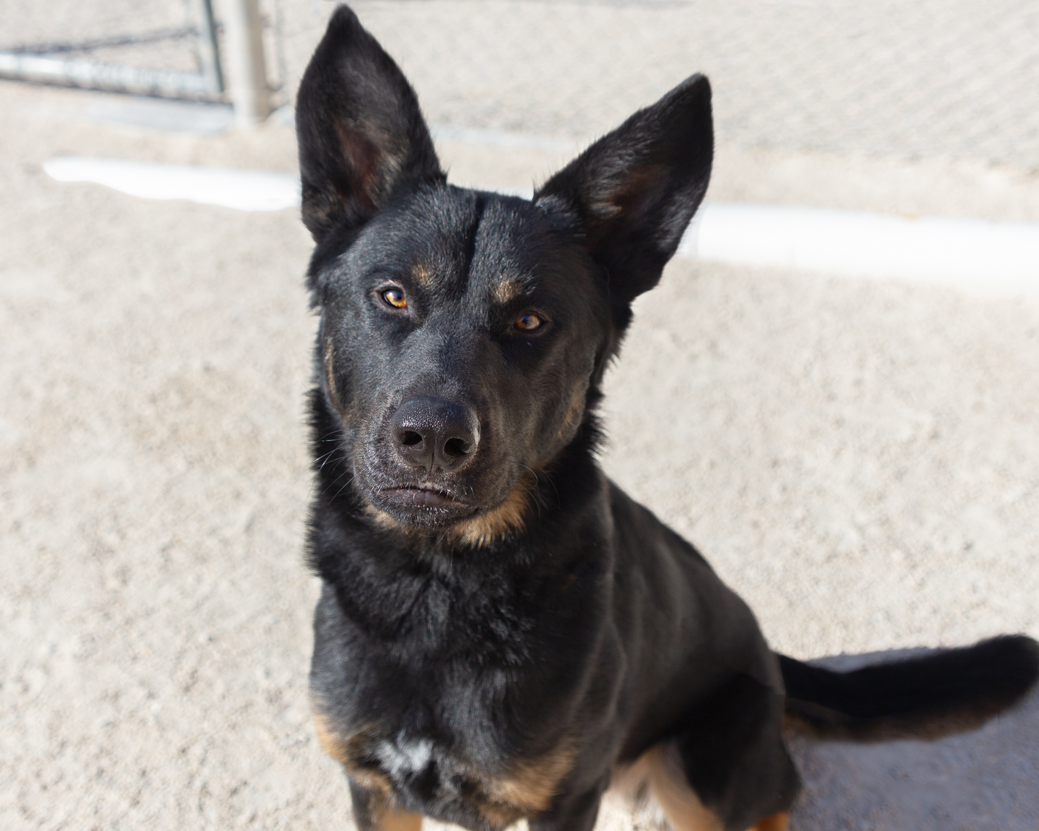 Dog for adoption Radio, a German Shepherd Dog Mix in Winnipeg, MB