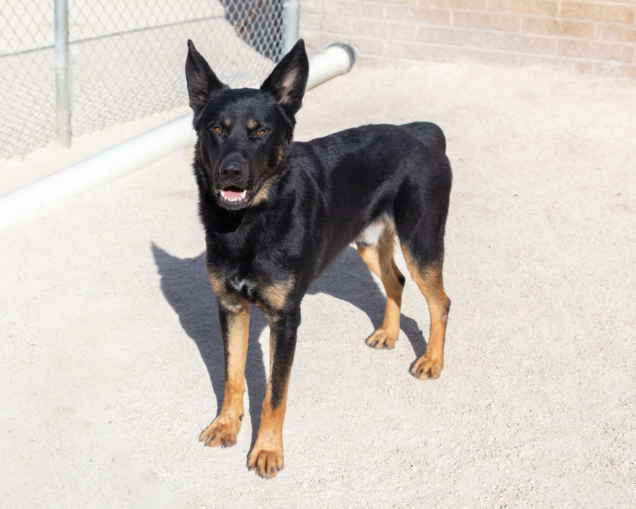 Dog for adoption Radio, a German Shepherd Dog Mix in Winnipeg, MB