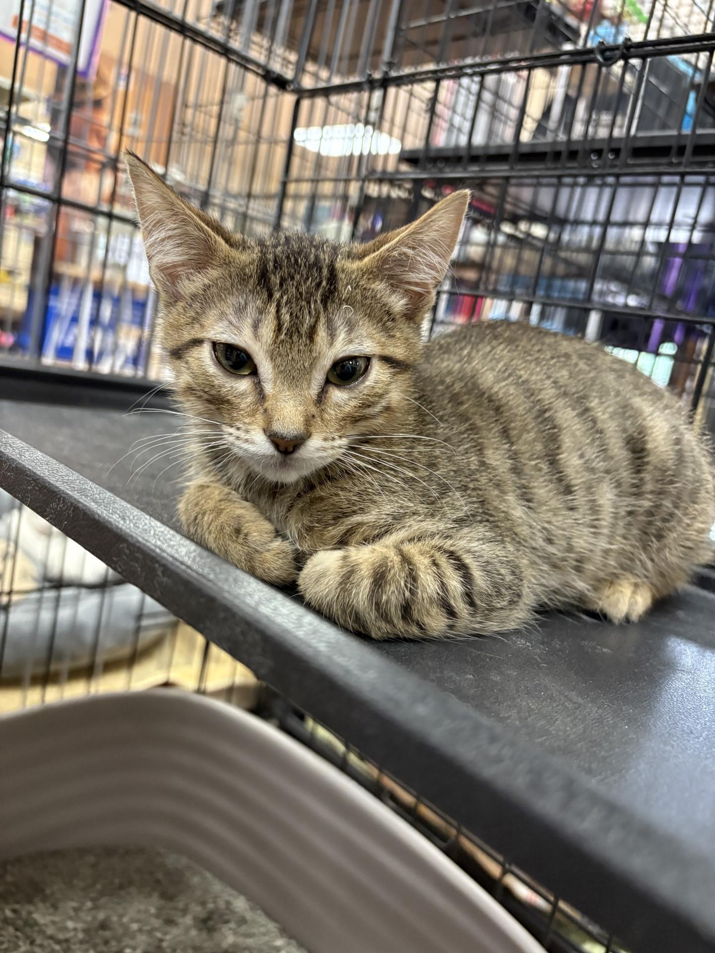 Cicada 49733, Baby Male Domestic Short Hair
