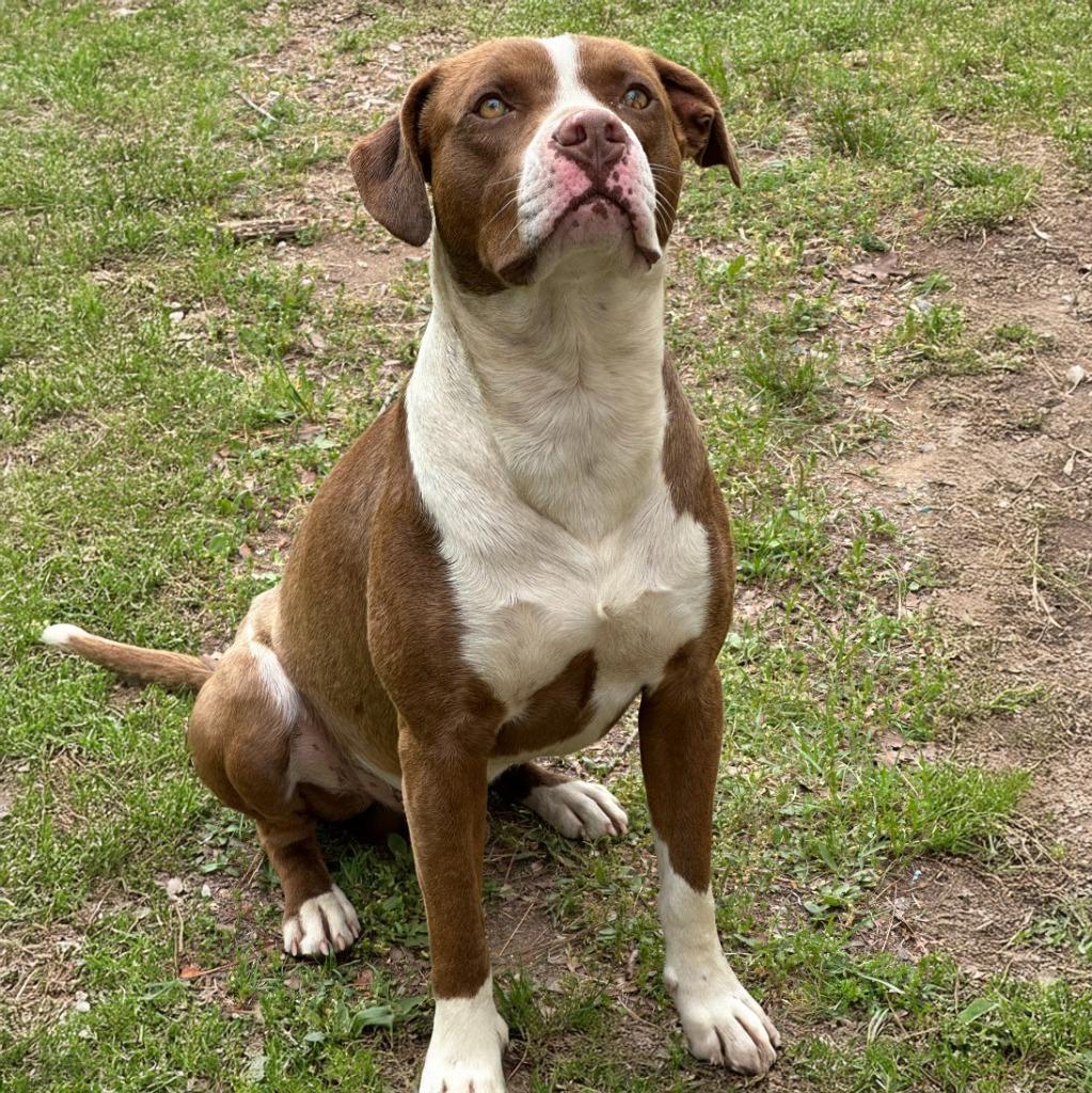 Biggie B, Adoptable, Adult Male Pit Bull Terrier.