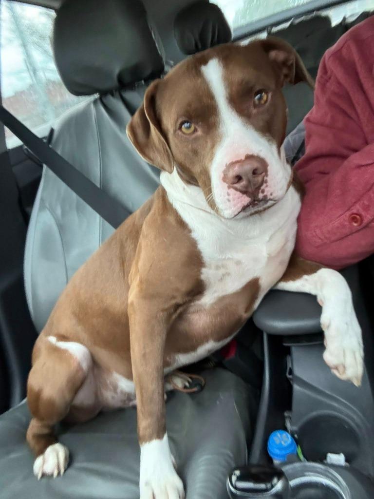 Biggie B, a Adoptable Pit Bull Terrier in Little Rock, AR image 2/6