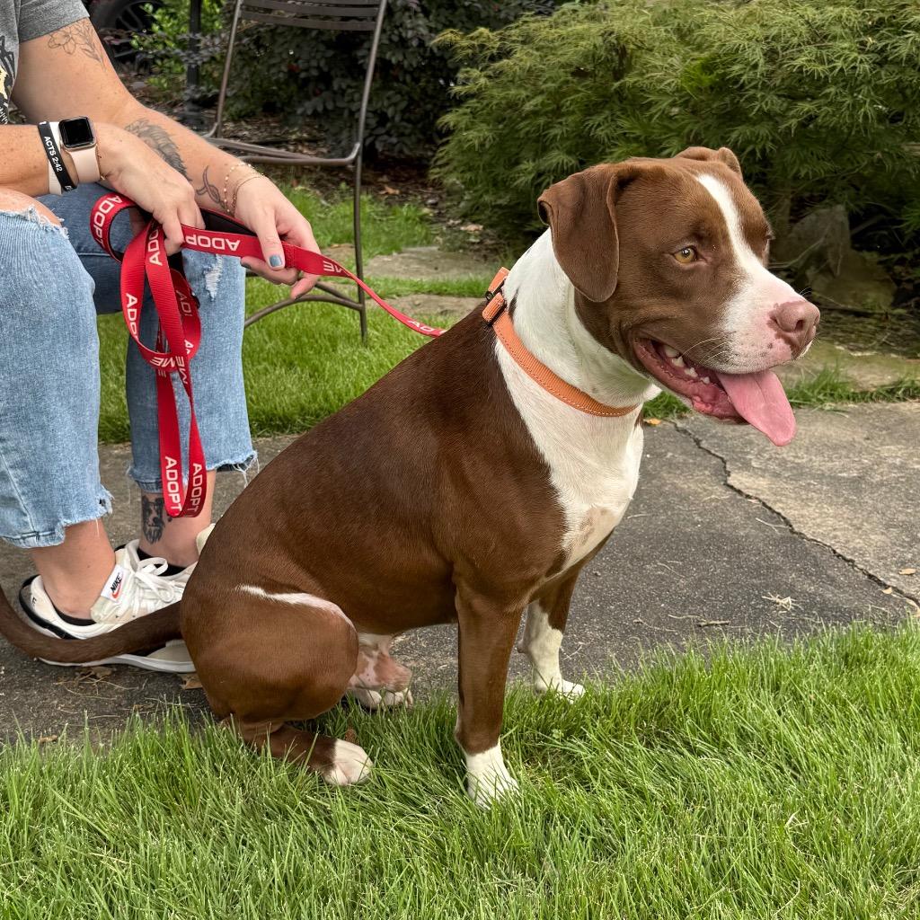 Biggie B, a Adoptable Pit Bull Terrier in Little Rock, AR image 3/6