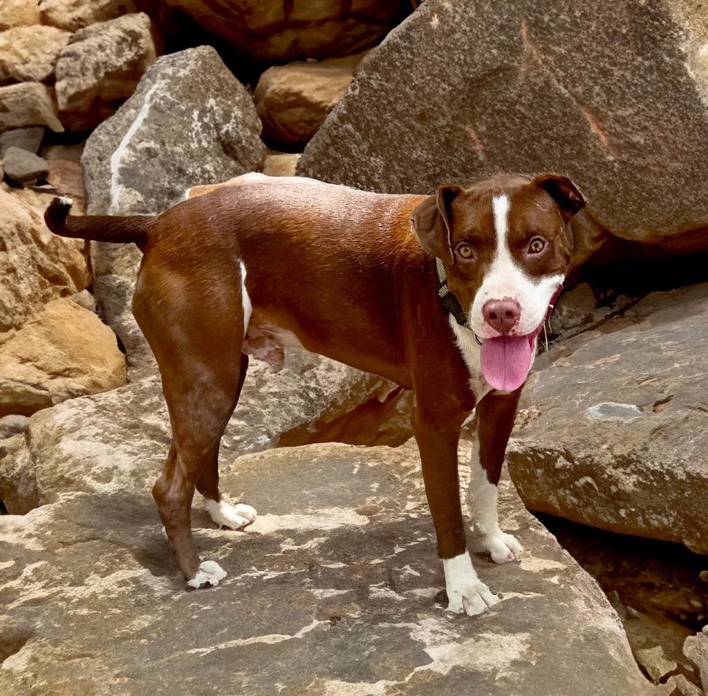 Biggie B, a Adoptable Pit Bull Terrier in Little Rock, AR image 4/6