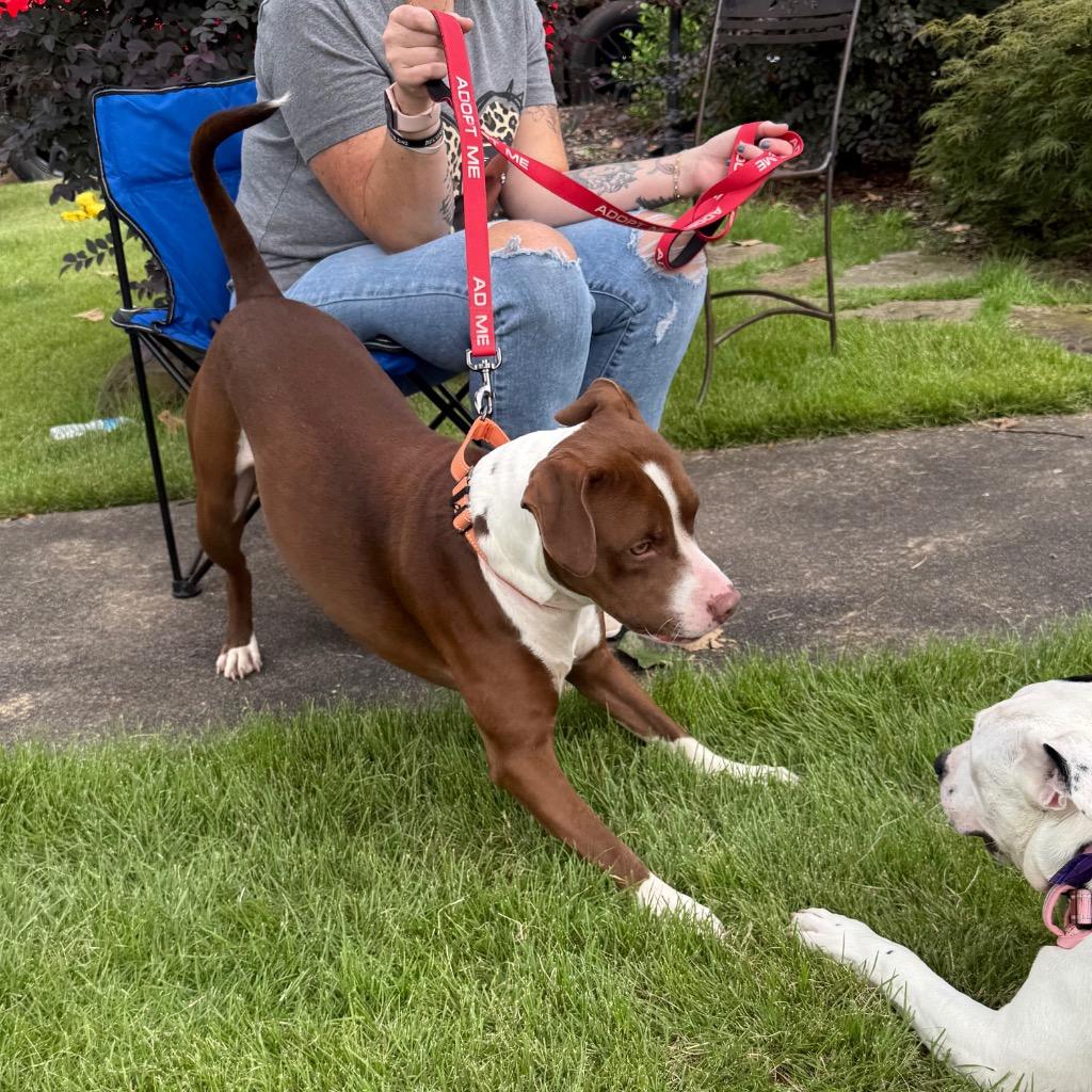 Biggie B, a Adoptable Pit Bull Terrier in Little Rock, AR image 5/6