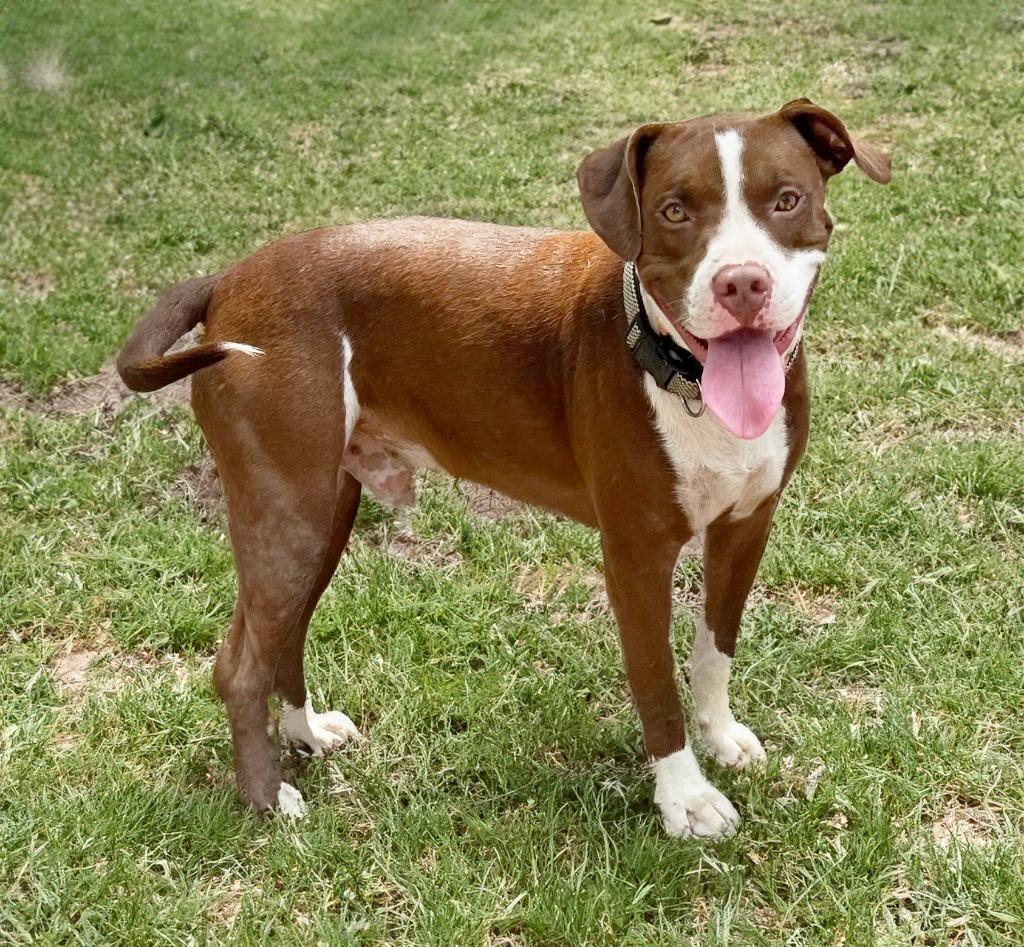 Biggie B, a Adoptable Pit Bull Terrier in Little Rock, AR image 6/6
