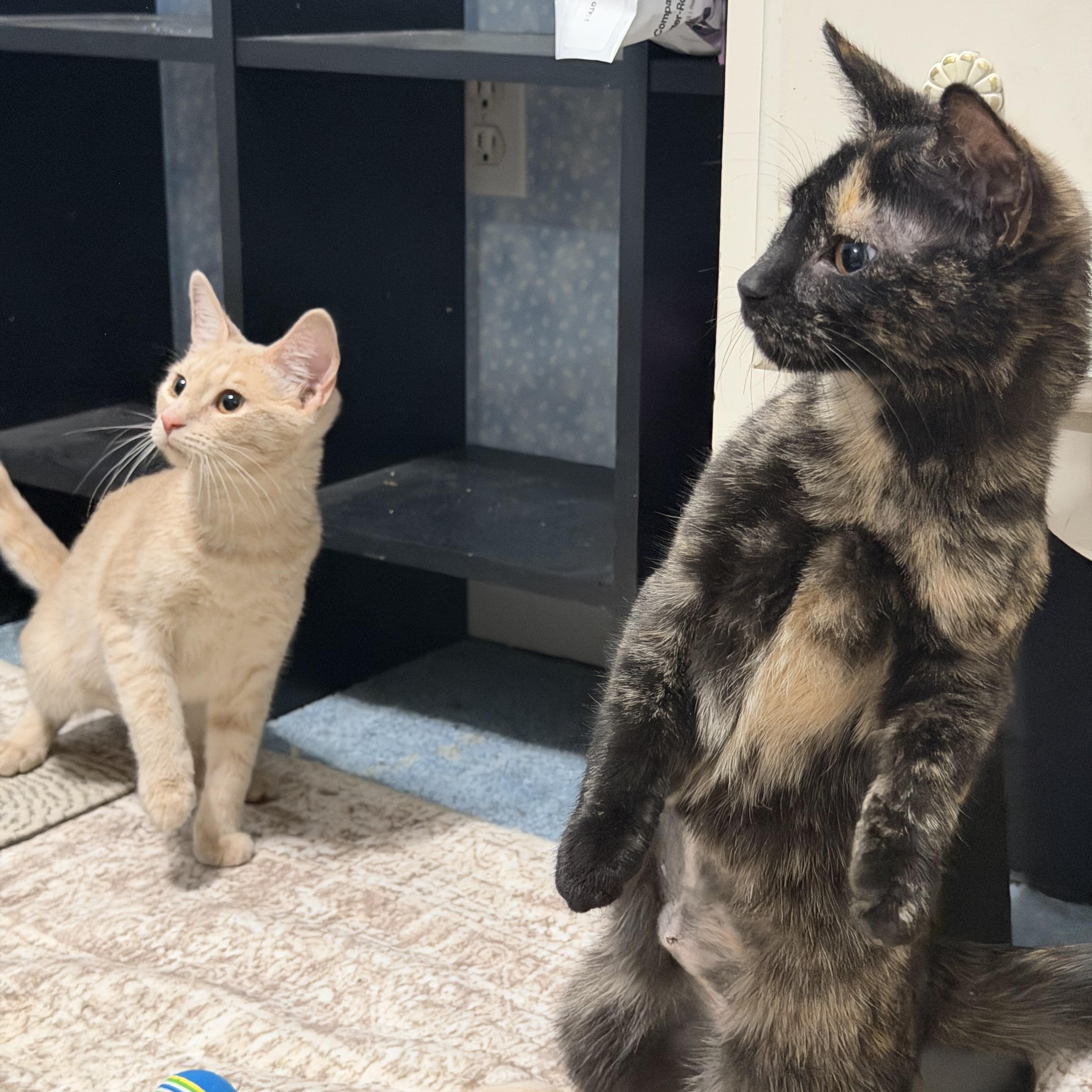 Enlarge Ziti & Orzo, a Adoptable American Shorthair in Frederick, MD image 5/6
