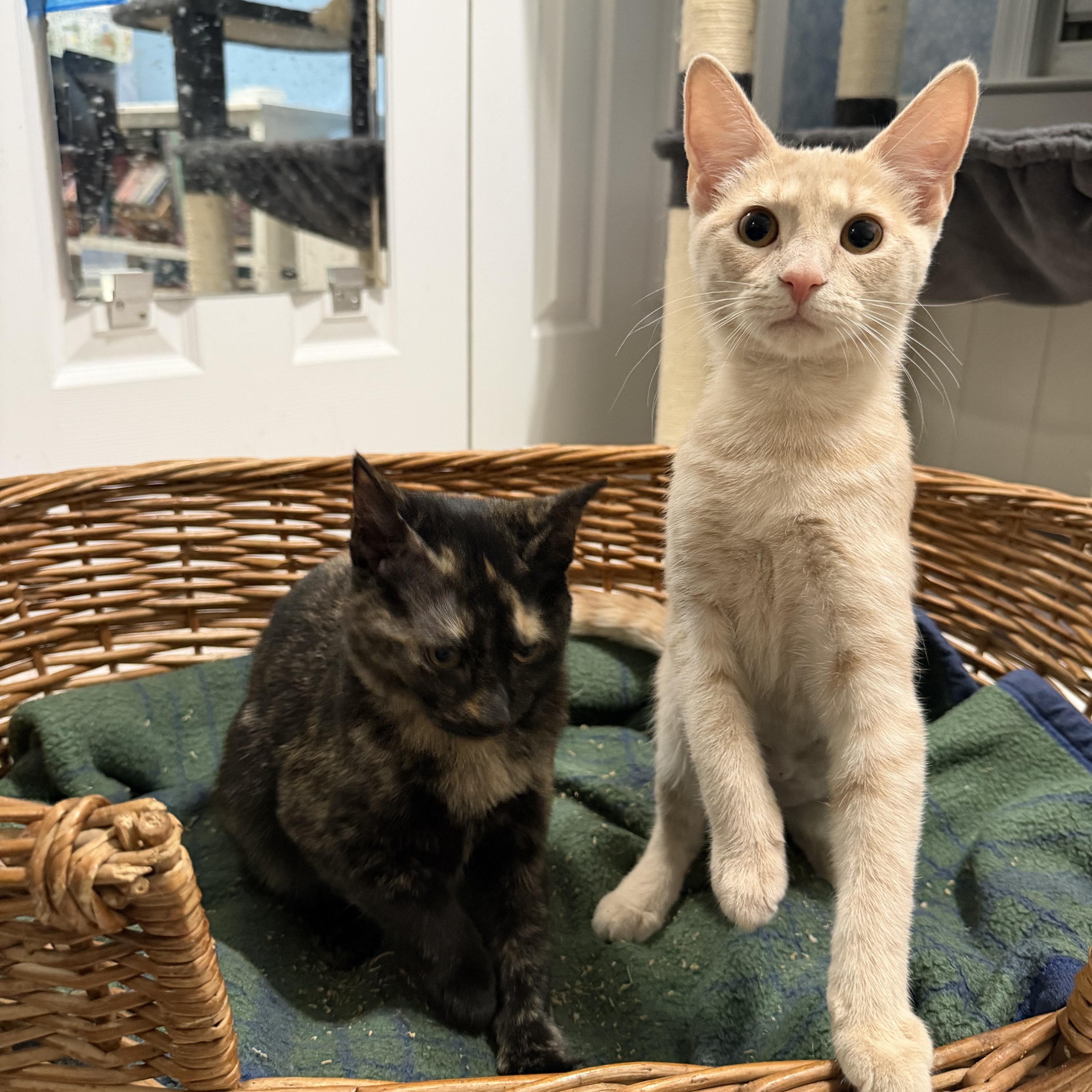 Enlarge Ziti & Orzo, a Adoptable American Shorthair in Frederick, MD image 6/6