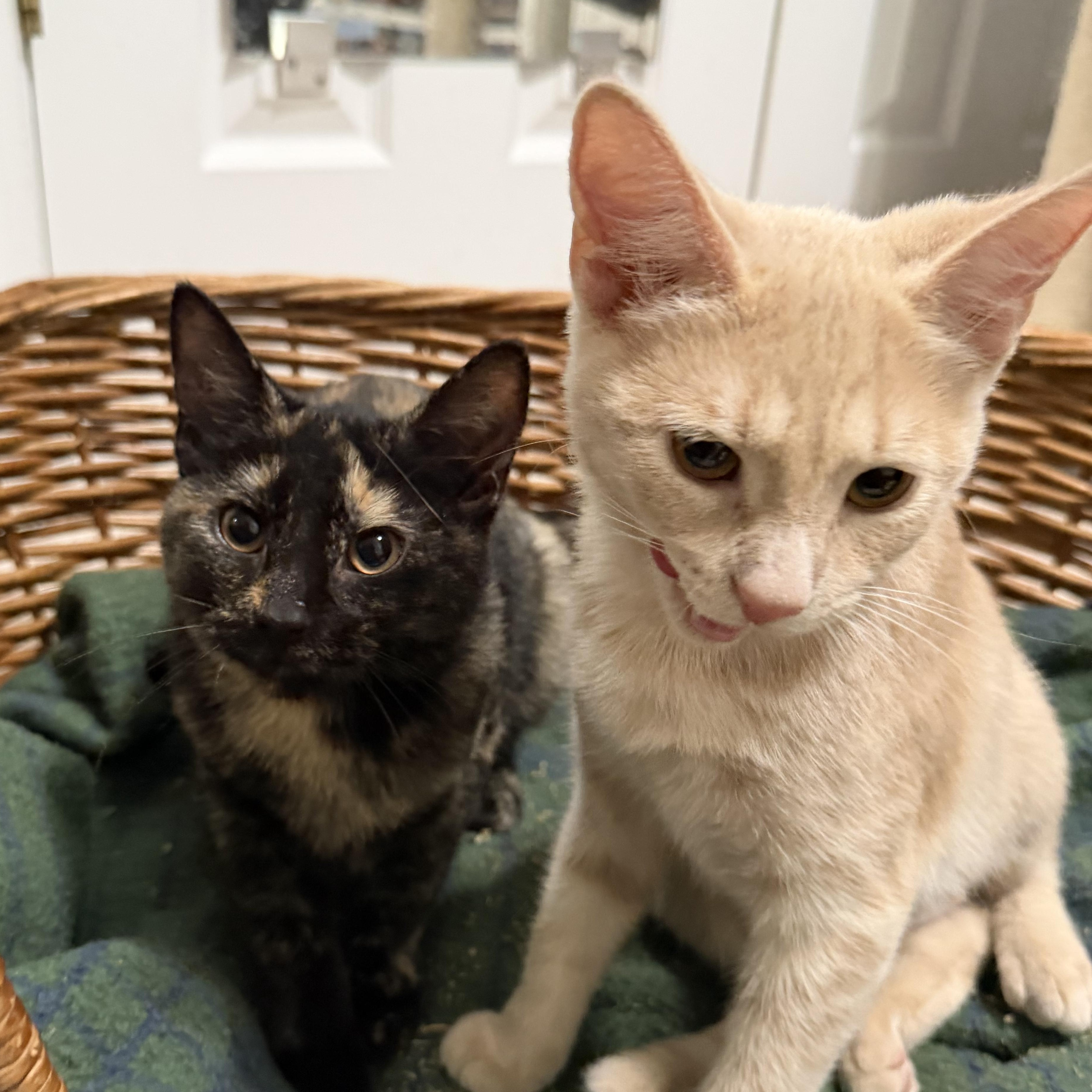 Ziti & Orzo, Adoptable, Young Female American Shorthair.