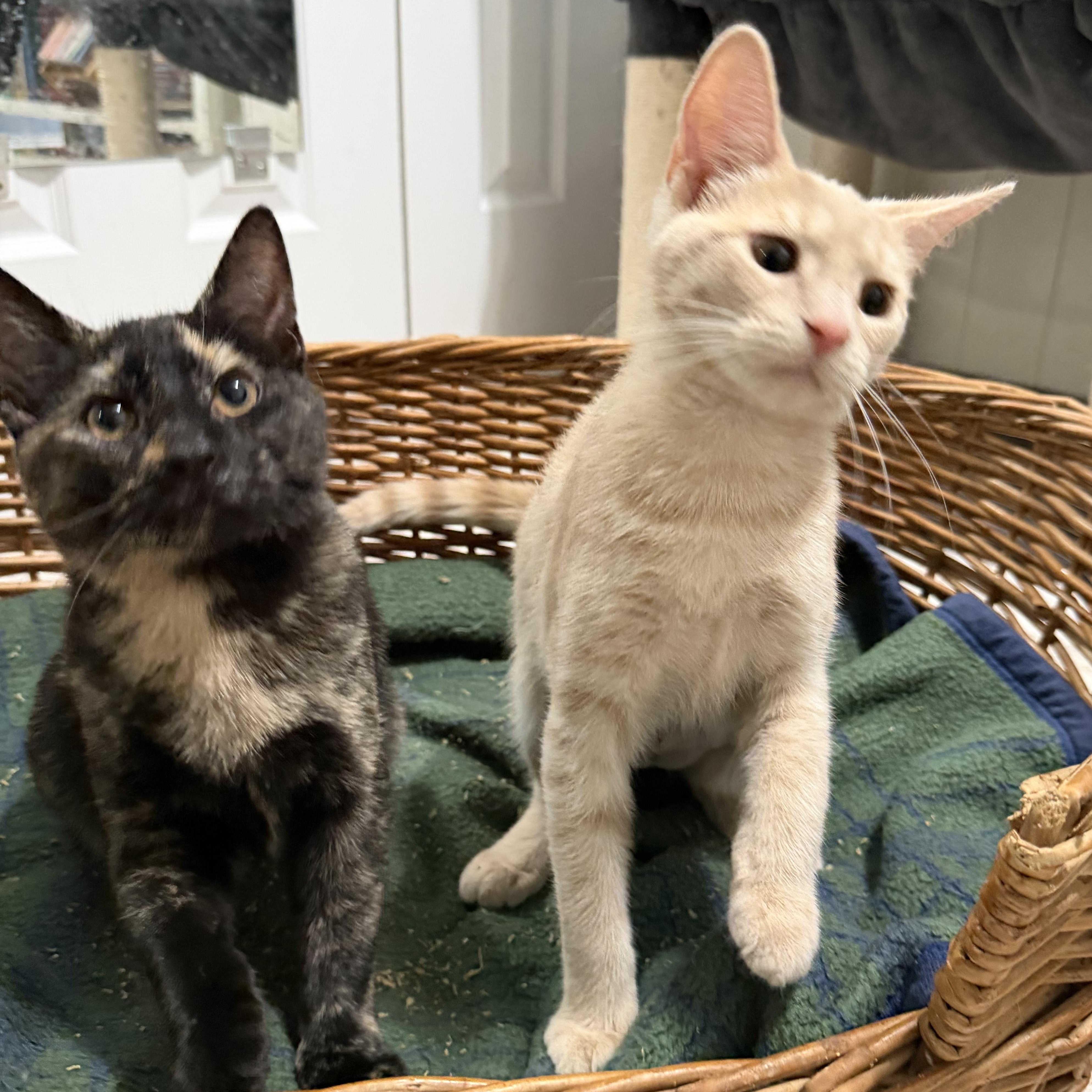Enlarge Ziti & Orzo, a Adoptable American Shorthair in Frederick, MD image 3/6