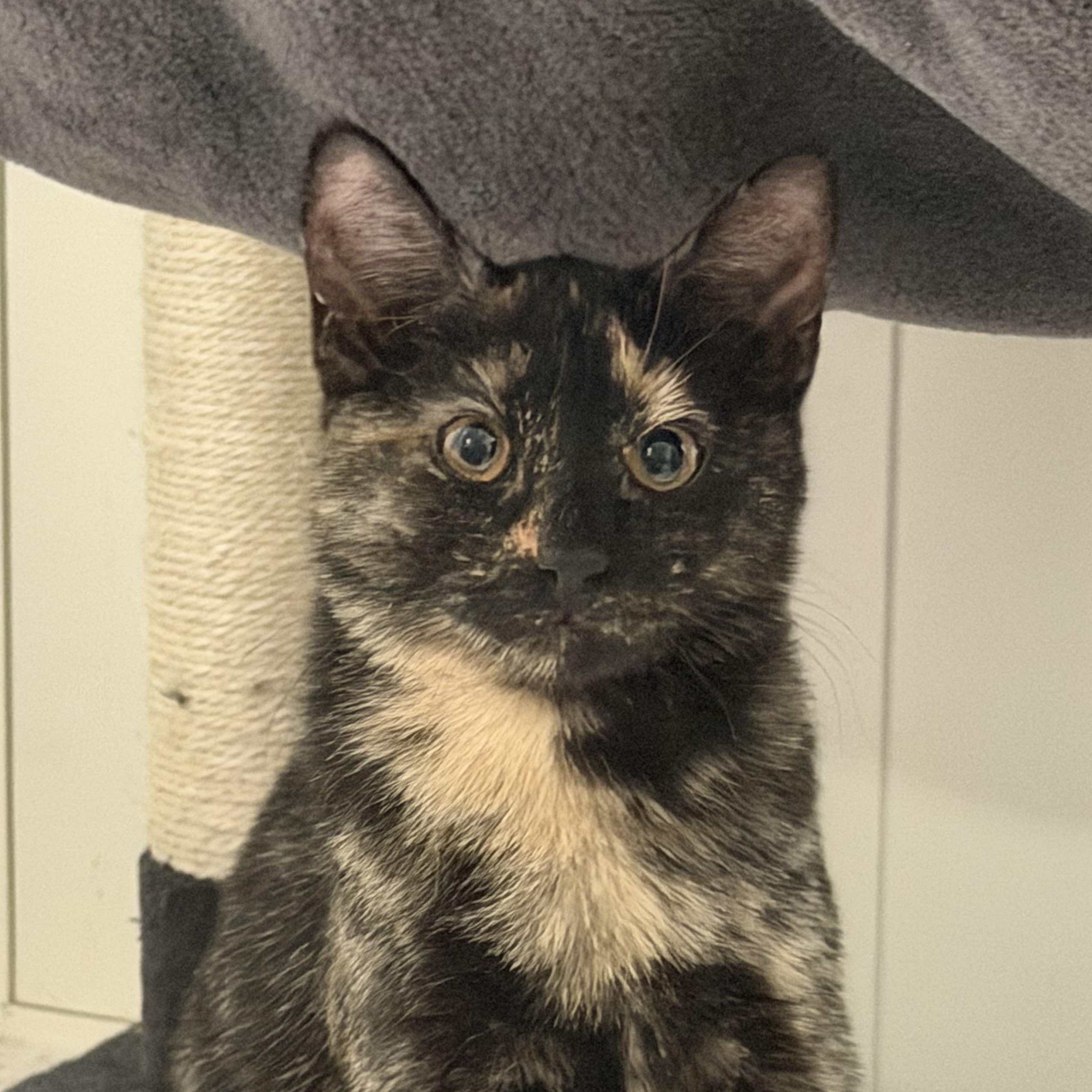 Enlarge Ziti & Orzo, a Adoptable American Shorthair in Frederick, MD image 2/6