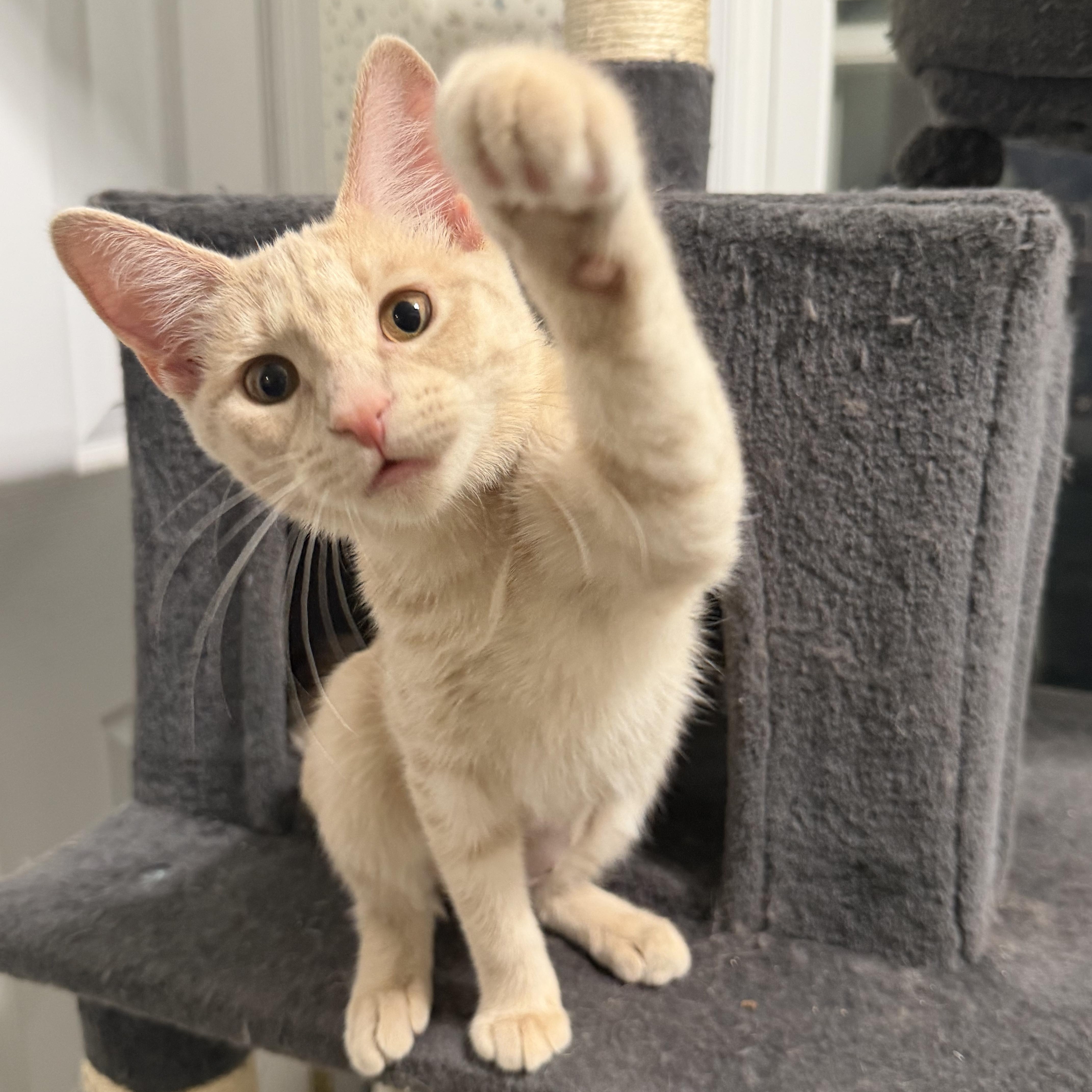 Enlarge Ziti & Orzo, a Adoptable American Shorthair in Frederick, MD image 4/6