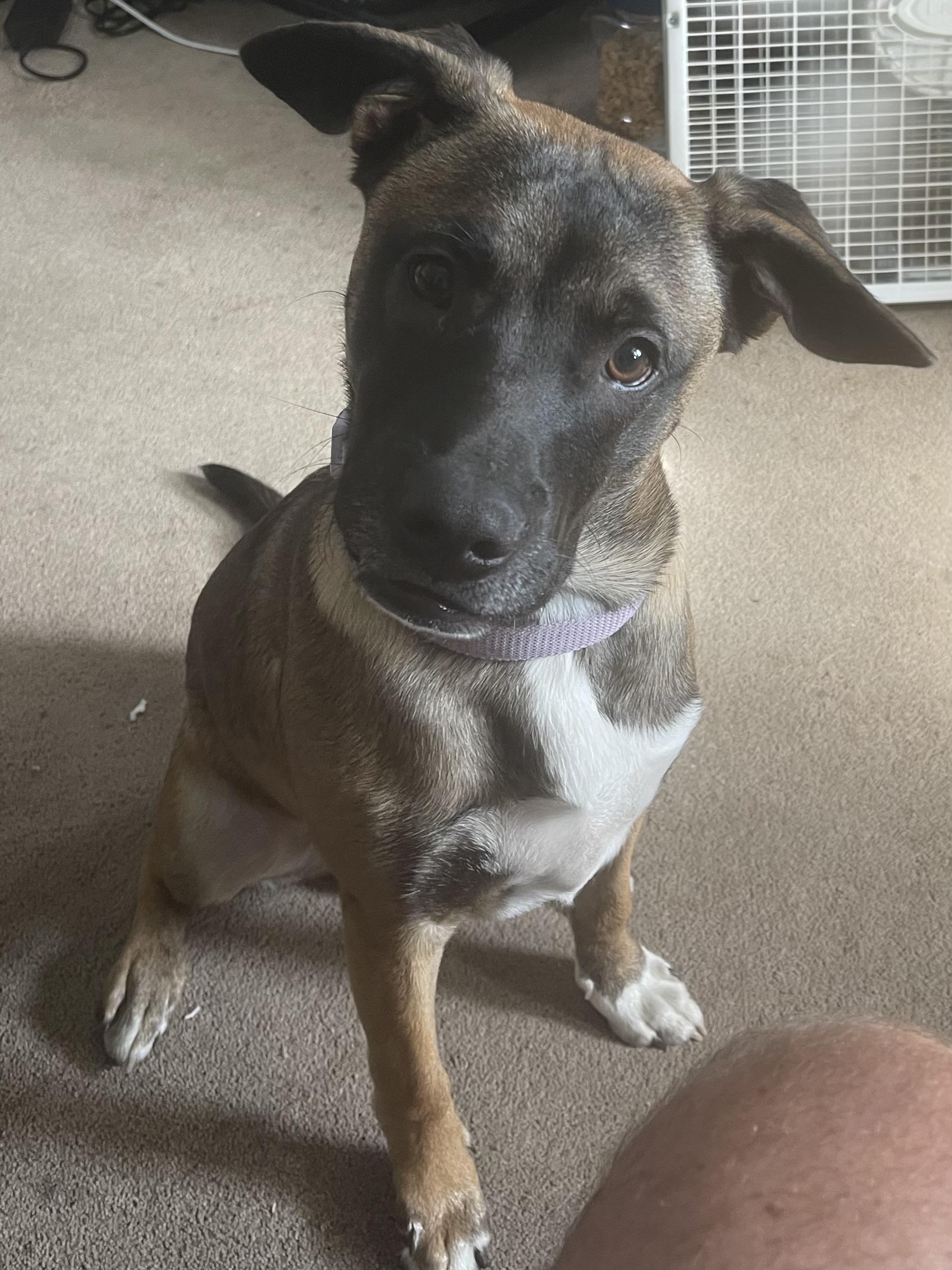 Enlarge Mudd *COURTESY POST*, a ADOPTABLE Mixed Breed in Lewiston, ID image 2/3