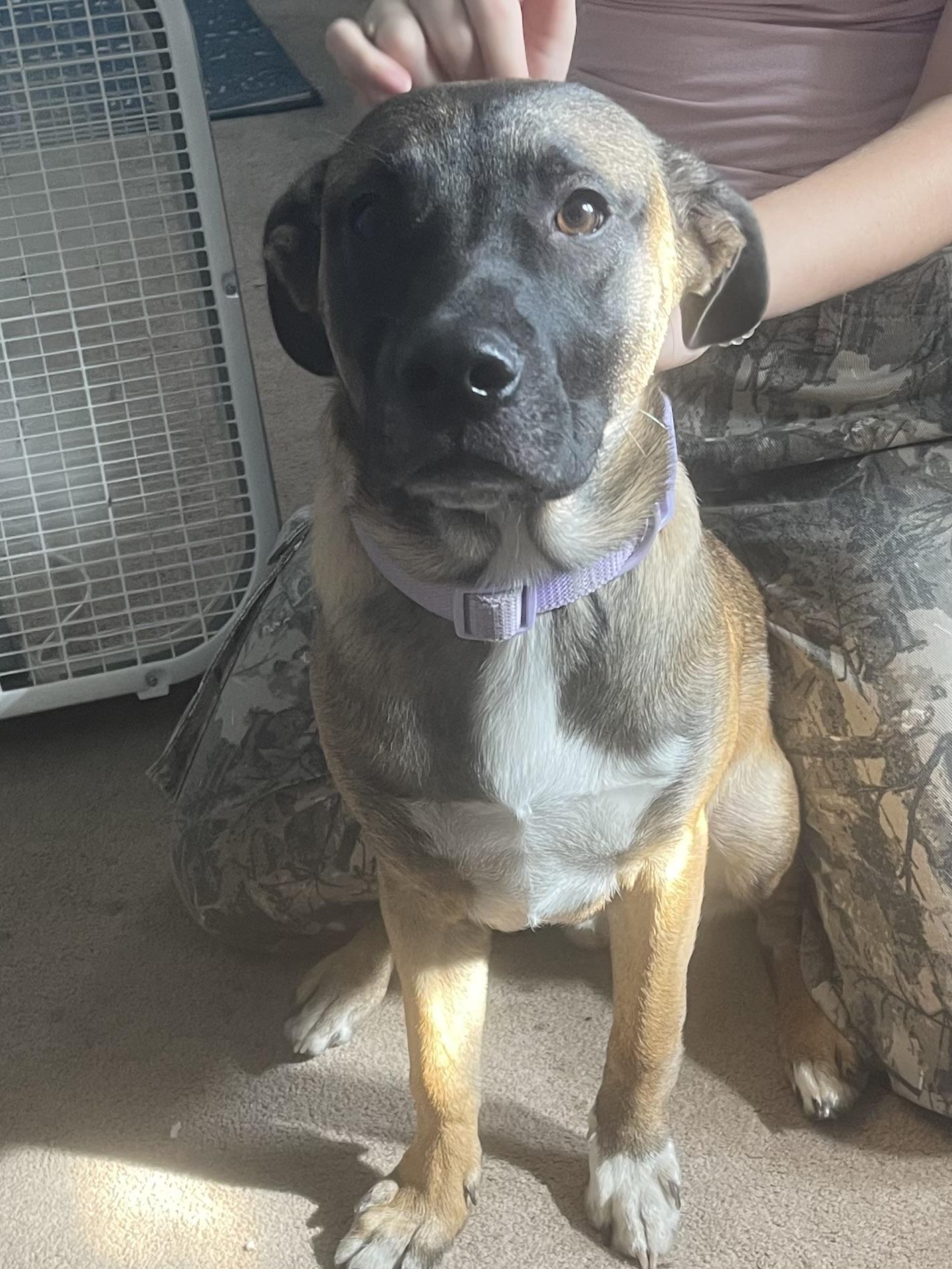 Enlarge Mudd *COURTESY POST*, a ADOPTABLE Mixed Breed in Lewiston, ID image 1/3