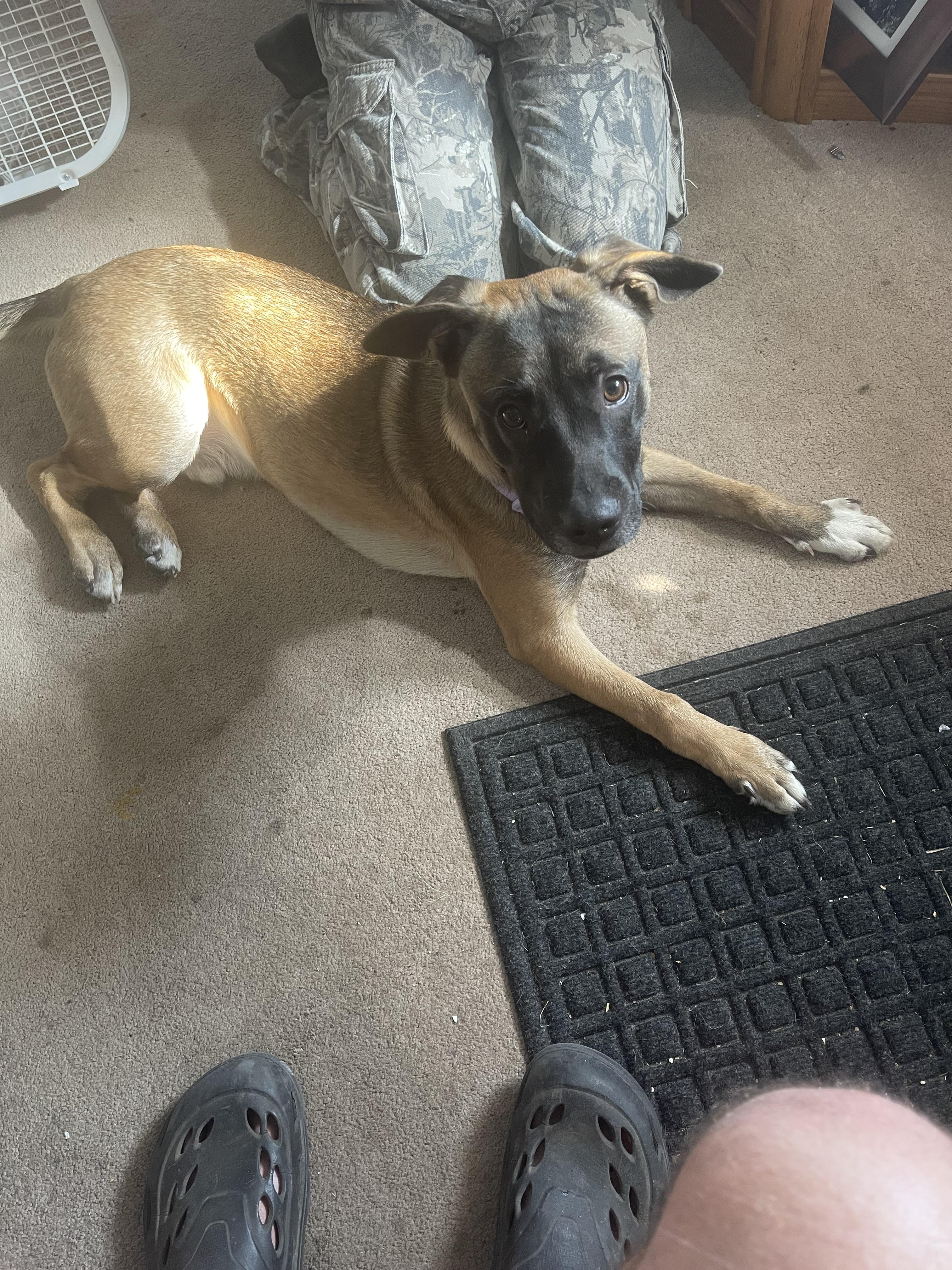 Enlarge Mudd *COURTESY POST*, a ADOPTABLE Mixed Breed in Lewiston, ID image 3/3