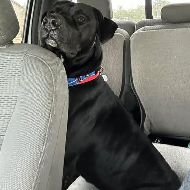 Enlarge Tonopah (Toni), a ADOPTABLE mixed breed in Mesa, AZ image 3/5