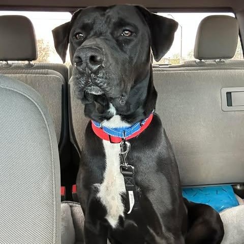 Enlarge Tonopah (Toni), a ADOPTABLE mixed breed in Mesa, AZ image 2/5