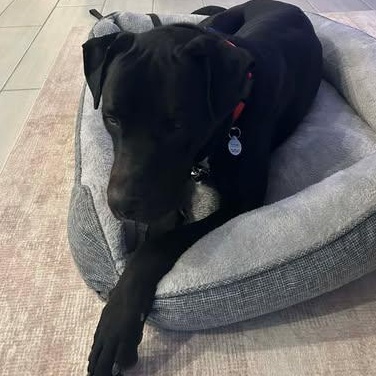 Tonopah (Toni), ADOPTABLE, Adult Male Mastiff.