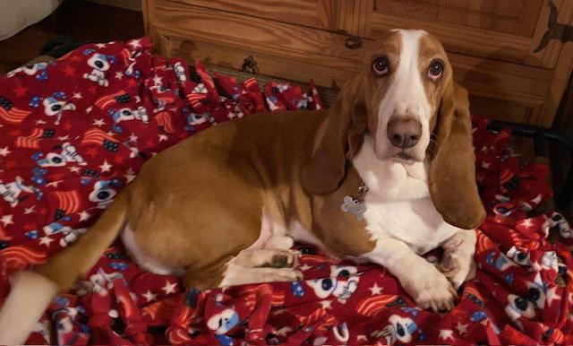 Enlarge Donny, a Adopted Basset Hound in Petaluma, CA image 1/2