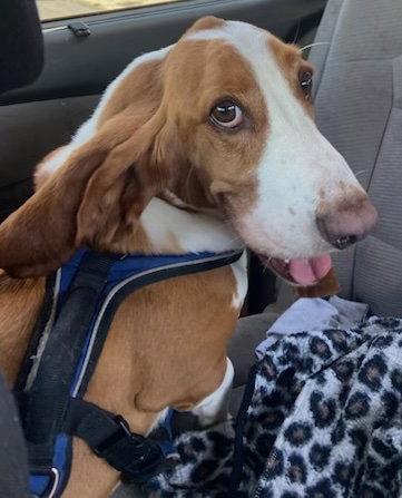 Enlarge Donny, a Adopted Basset Hound in Petaluma, CA image 2/2