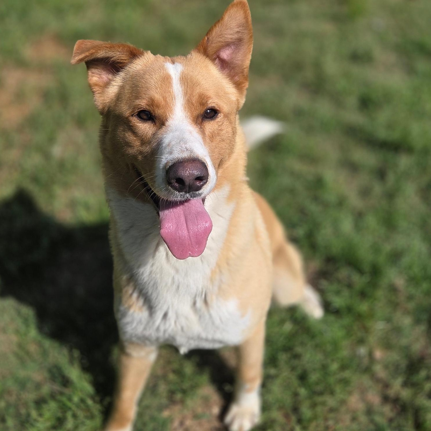 Kuma, Adopted, Young Male Shiba Inu.