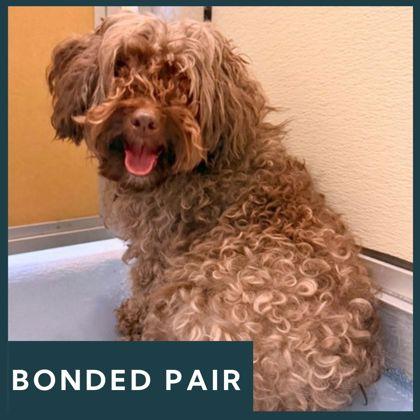 Dante, ADOPTABLE, Adult Male Poodle (Toy).