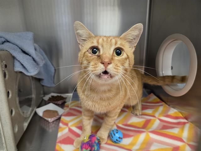 RAMONE, Adoptable, Adult Male Domestic Short Hair.