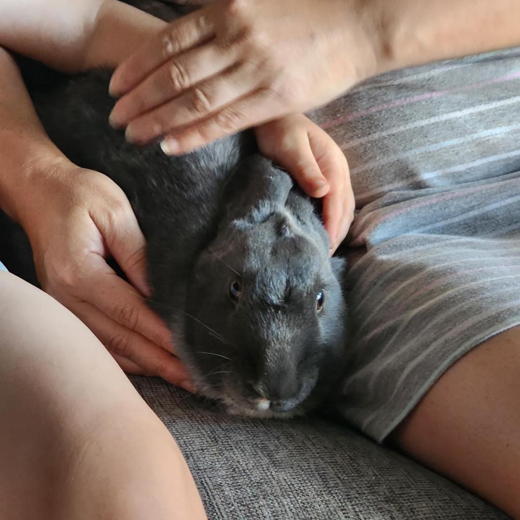 Crystal Hot Sauce, Adoptable, Adult Female American.